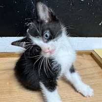 Thumbnail photo of Rain jg #2