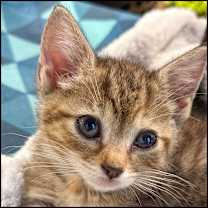 Thumbnail photo of Toph #3