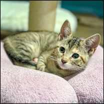 Thumbnail photo of Toph #4