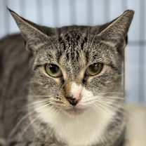 Thumbnail photo of Meow-Meow #3