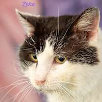 Thumbnail photo of Zeke #2