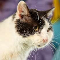 Thumbnail photo of Zeke #3