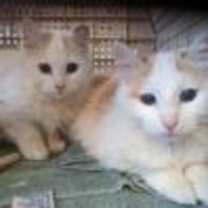 Thumbnail photo of Tatum #4