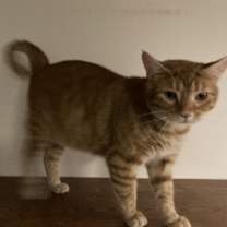 Thumbnail photo of Baxter #2