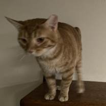 Thumbnail photo of Baxter #3