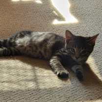 Thumbnail photo of Chai #3