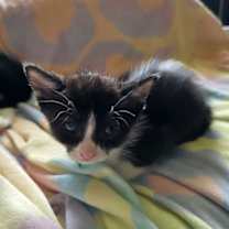 Thumbnail photo of Sara Tee (AKA Sarah) #1