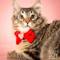 Thumbnail photo of Aristotle #3