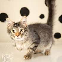 Thumbnail photo of Aristotle #4