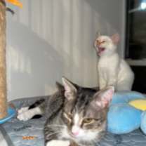 Thumbnail photo of Mike #1