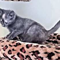 Thumbnail photo of Missy #2