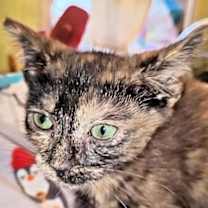 Thumbnail photo of Java #2