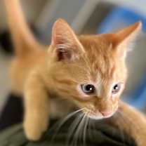 adopt-pet