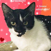 Thumbnail photo of GILLIAN #1