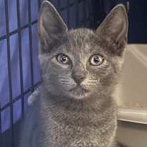 Thumbnail photo of Silver #2