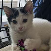 Thumbnail photo of Silver #4