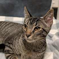 Thumbnail photo of Striker #2