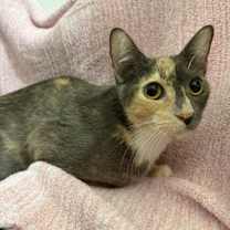 Thumbnail photo of Creme Brulee #2