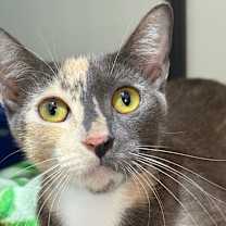 Thumbnail photo of Creme Brulee #3