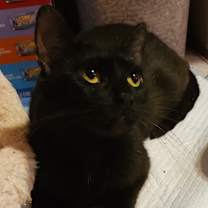 Thumbnail photo of Petunia (mom) NB #1