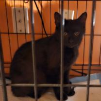 Thumbnail photo of Petunia (mom) NB #2