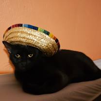 Thumbnail photo of Petunia (mom) NB #4