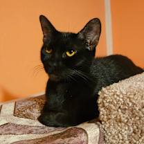 Thumbnail photo of Petunia (mom) NB #3