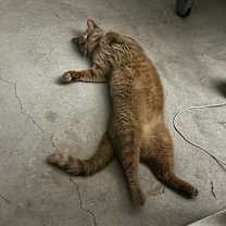 Thumbnail photo of Laffy Taffy #1