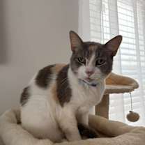 Thumbnail photo of Saltwater Taffy #1