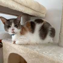 Thumbnail photo of Saltwater Taffy #2