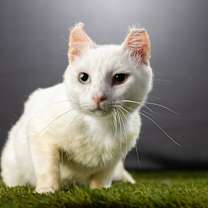 Thumbnail photo of Rivian #4