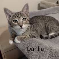 Thumbnail photo of Dahlia #1