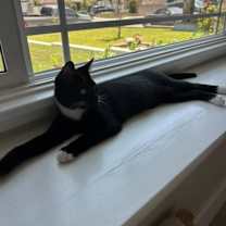 Thumbnail photo of Mitts #3