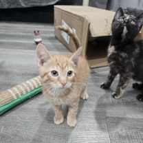 Thumbnail photo of Cuppachino #1