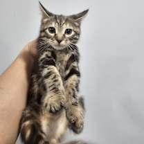 Thumbnail photo of Americano #1