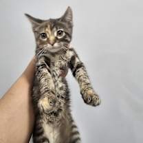 Thumbnail photo of Frappé #1