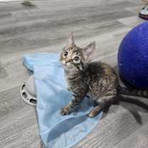 Thumbnail photo of Frappé #2