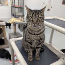 Thumbnail photo of Almond #4