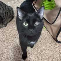 Thumbnail photo of Zeus #2