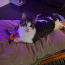 Thumbnail photo of Slynk #1