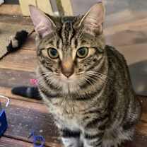 Thumbnail photo of Button #1