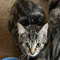 Thumbnail photo of Button #3