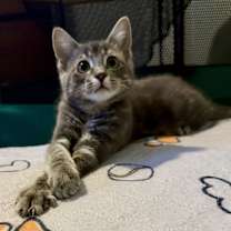 Thumbnail photo of Mordecai the Gentle #4