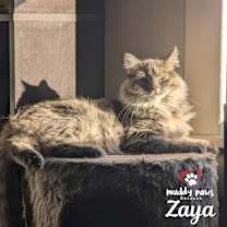 Thumbnail photo of Zaya #1