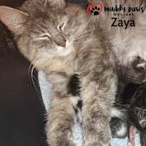 Thumbnail photo of Zaya #3