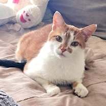 Thumbnail photo of Ginger #1