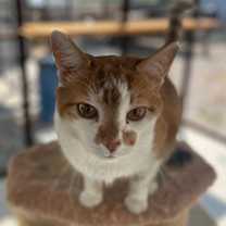 Thumbnail photo of Ginger #2