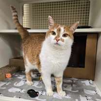 Thumbnail photo of Ginger #4