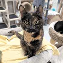 Thumbnail photo of Mercedes #1