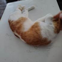 Thumbnail photo of Chroma #3